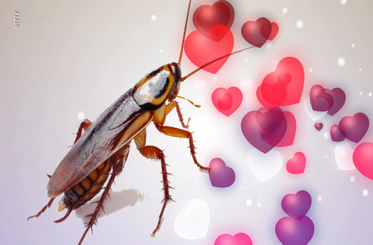 San Valentín: Zoológico permite «bautizar» a una cucaracha con el nombre de tu ex