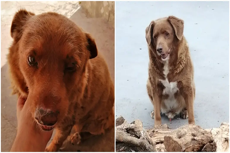 Él es Bobi, el perro más viejo del mundo que ganó un Récord Guinness