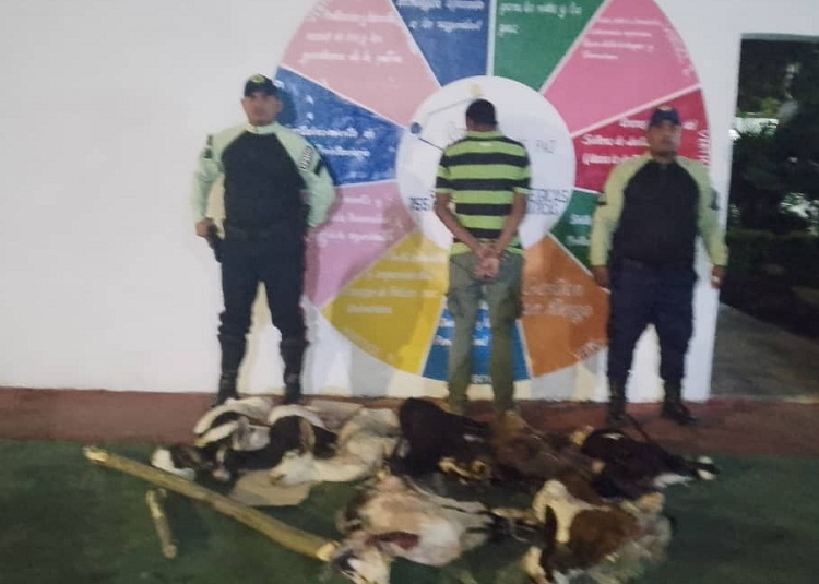 Por hurtar y matar ocho chivos detienen a tres abigeos en Bejuquero