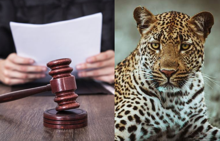 Videos| Leopardo ingresa a un tribunal de la India y ataca a varias personas