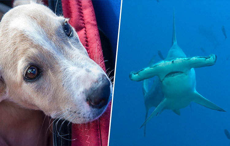 Perro se hace viral tras pelear contra un tiburón martillo en las Bahamas