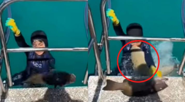 Susto en Australia: así fue el momento en que un niño fue atacado por un tiburón