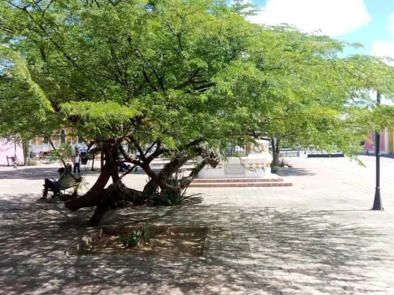 Alcaldía de Miranda realiza poda selectiva a árboles del centro histórico de Coro
