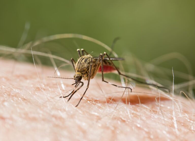 Experto dice que en Venezuela hay una incidencia significativa de malaria y urge reforzar la vacunación