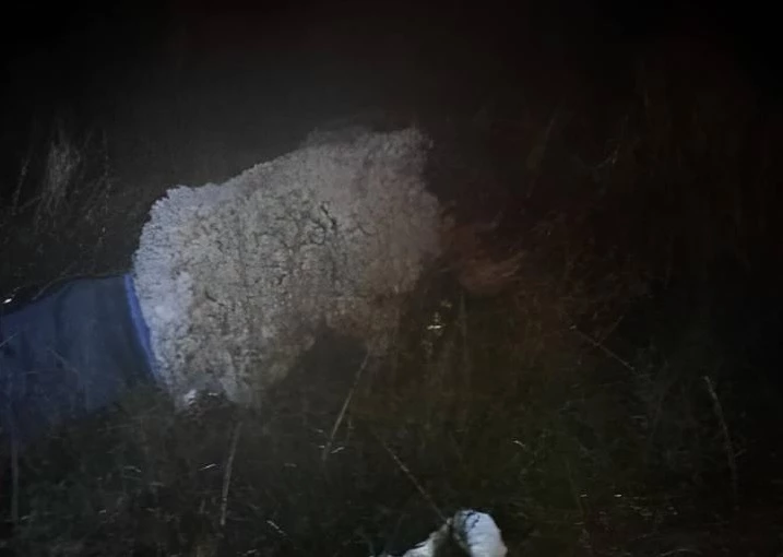 Hombre intenta huir de la prisión disfrazado de oveja