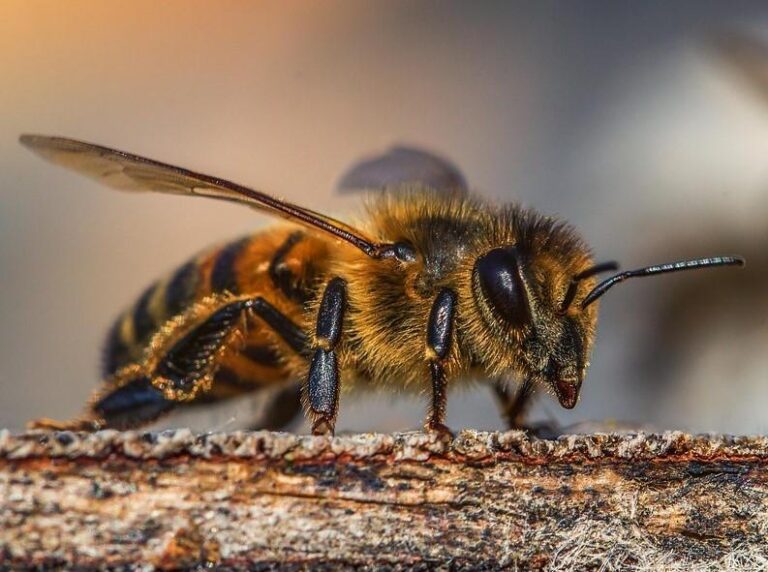 Un septuagenario murió picado por abejas