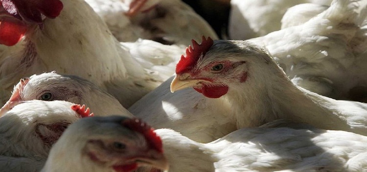 Detectan otro foco de gripe aviar en Uruguay