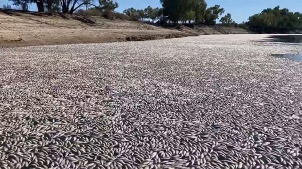 Ola de calor deja millones de peces muertos en Australia