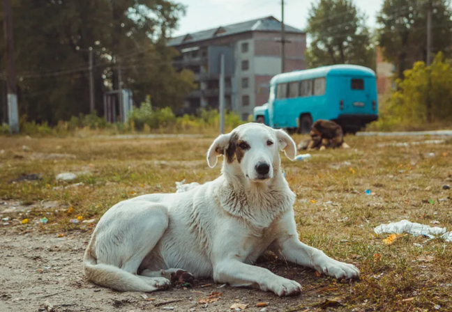 Los perros de Chernobyl ahora son genéticamente diferentes a otros en el mundo