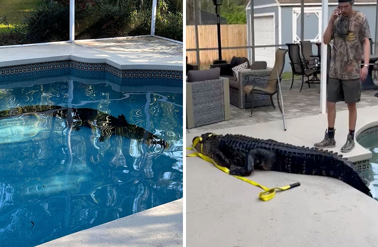 Encuentra a un caimán de más de 3 metros nadando en su piscina