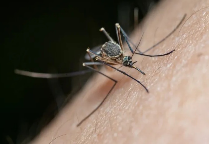 ONU: Los casos de dengue en Venezuela aumentaron un 93 %