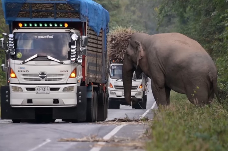 «Cobrando peajes»: elefante detiene camión para comer caña de azúcar