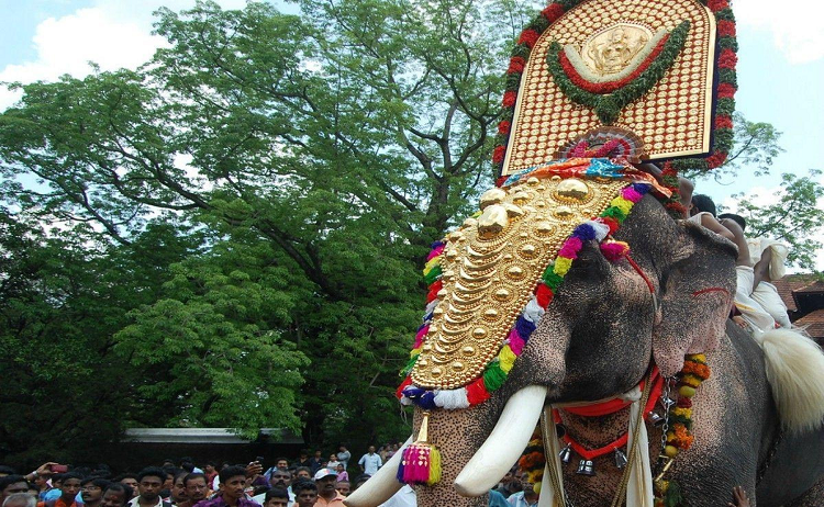 Polémica decisión: un elefante que mató a 13 personas podrá desfilar frente a una multitud