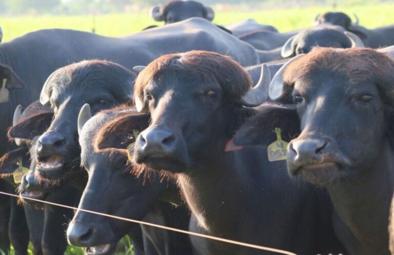 Nicolla Fabbozzo: 20% de la carne que se consume en Venezuela es de búfalo