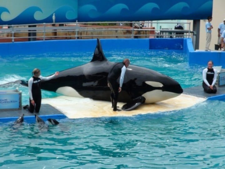 Luego de 52 años en cautiverio, liberarán a una orca conocida como «Lolita»