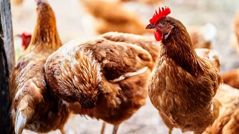 Descartan casos de gripe aviar en Venezuela