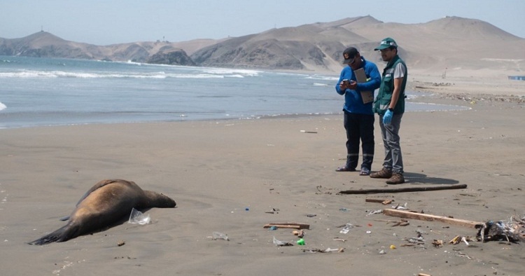 Casi 3.500 lobos marinos muertos en Perú por gripe aviar