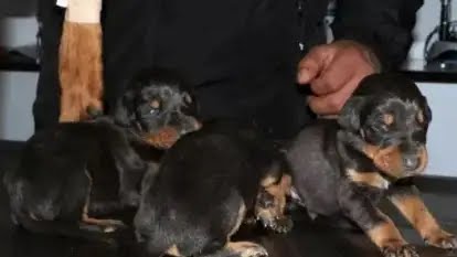 A un mes del terremoto en Turquía rescatan a una doberman y sus tres cachorros