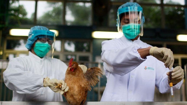OMS anuncia la primera muerte por gripe aviar en China