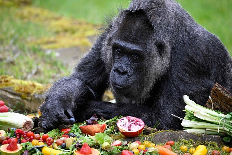 Fatou, la gorila más vieja del mundo cumple 66 años