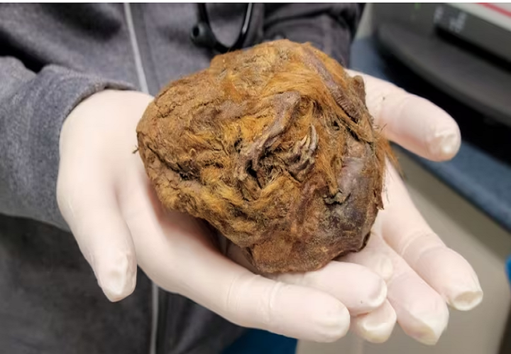 La ‘mancha marrón’ encontrada en Canadá es una ardilla de la Edad de Hielo bien conservada