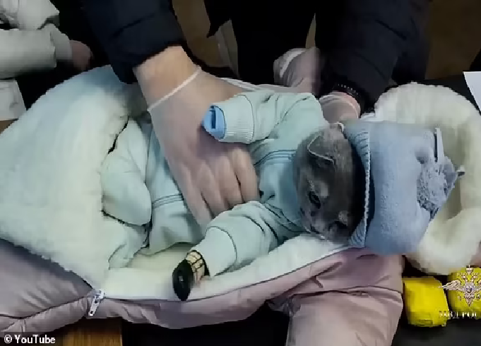 Disfrazó a su gato como bebé para transportar droga en Rusia