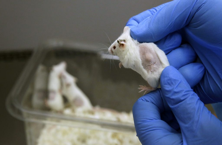 Científicos han diseñado con éxito bacterias para combatir el cáncer en ratones