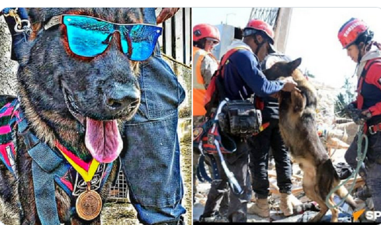 Murió «Amigo», perrito rescatista venezolano que participó en labores de búsqueda tras terremoto en Turquía