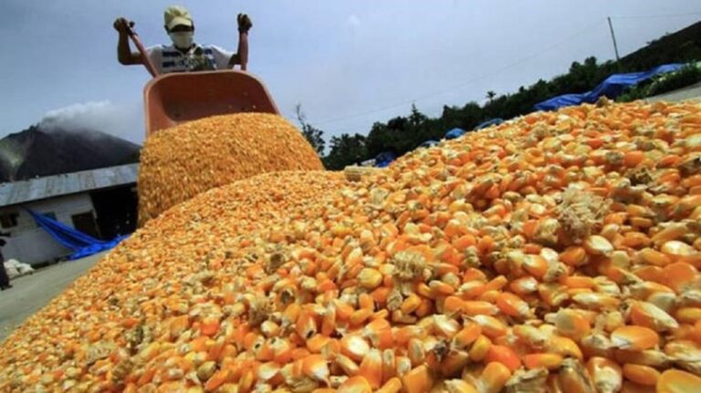 Julio Manuitt: Se está importando maíz, aunque hay producción nacional en los silos