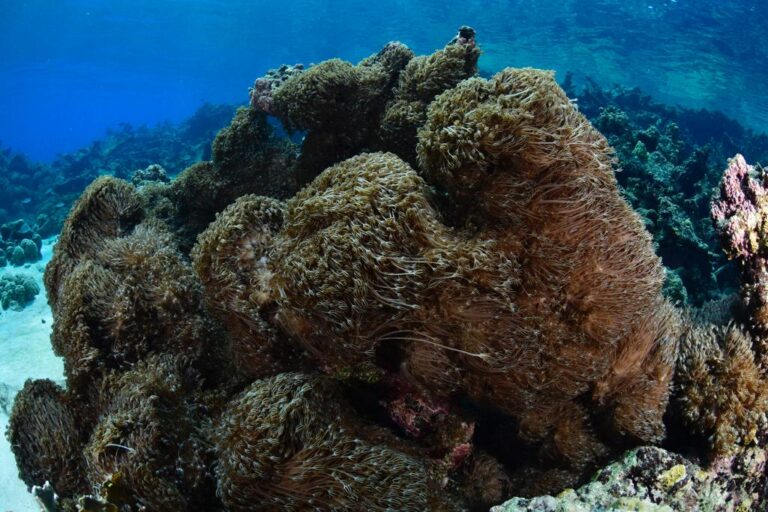 Ministro de Ecosocialismo descartó presencia del coral invasor Unomia en Morrocoy