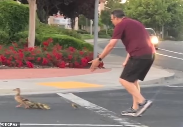 Intentó ayudar a una familia de patos a cruzar la calle y murió atropellado