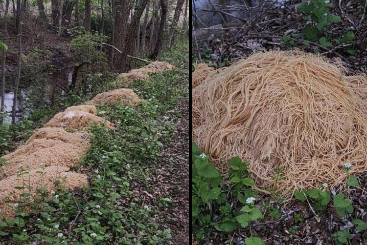 Más de 200 kg de pasta fueron encontrados tirados en bosques de Nueva Jersey