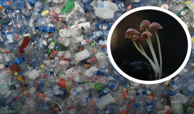 Descubren hongo que puede reciclar el plástico