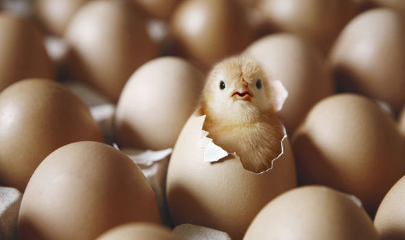 ¿Fue primero el huevo o la gallina? la física cuántica te responde
