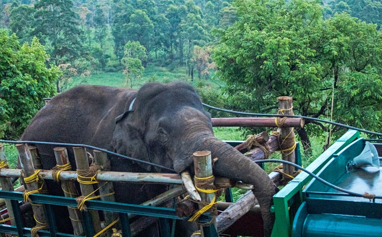 Capturan en India a elefante que robaba arroz y mató a seis personas