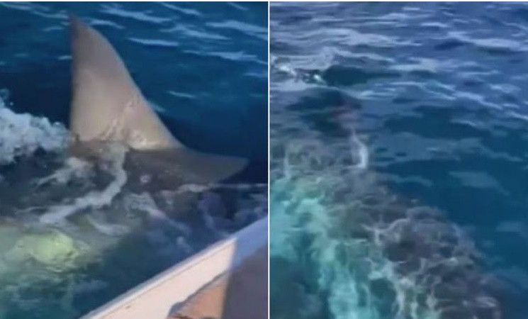 Australia| Surgen imágenes de tiburones mientras continúa la búsqueda de un surfista desaparecido
