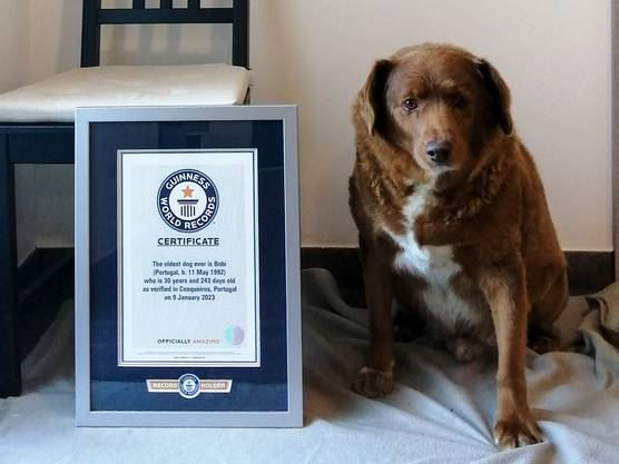 Bobi, el perro vivo más viejo del mundo, cumplió 31 años