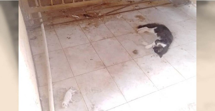 Denuncian envenenamiento de gatos en Bloques Raúl Leoni de Maracaibo