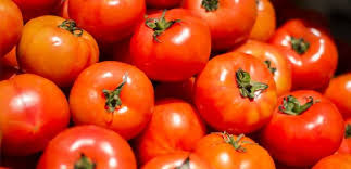 Cosechas de tomate en Mérida están en riesgo de perderse por falta de combustible