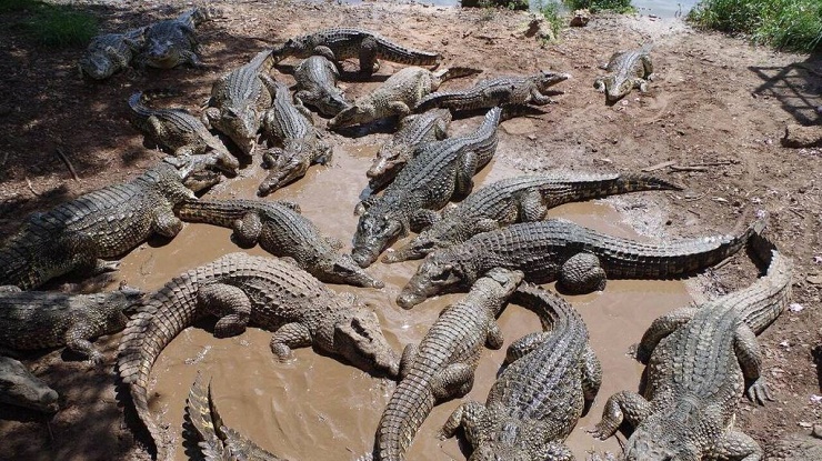 Camboyano murió despedazado por 40 cocodrilos