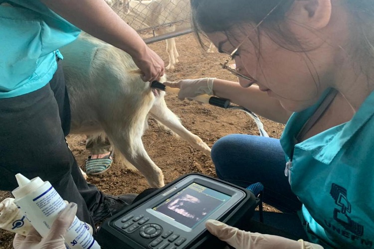 En Carirubana: CIAF llevó a cabo diagnóstico de preñez en cabras inseminadas