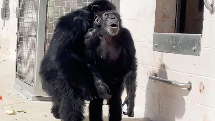 La emotiva reacción de una chimpancé que ve el cielo por primera vez en su vida (+video)