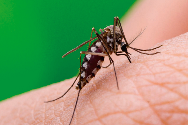 Hay tres virus circulando en Venezuela, el repunte de casos han sido por dengue