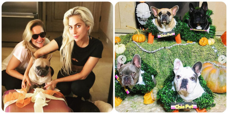 Esta es la razón por la que Lady Gaga se niega a pagar la millonaria recompensa a la mujer que le devolvió a sus perros
