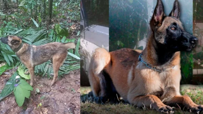 Continúa la búsqueda de Wilson, el perro rescatista perdido en la selva colombiana