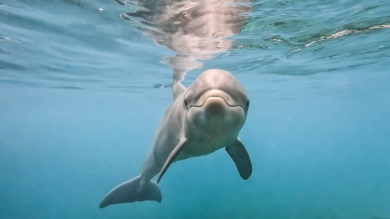 Rusia está entrenando delfines de combate en Crimea, según la inteligencia británica