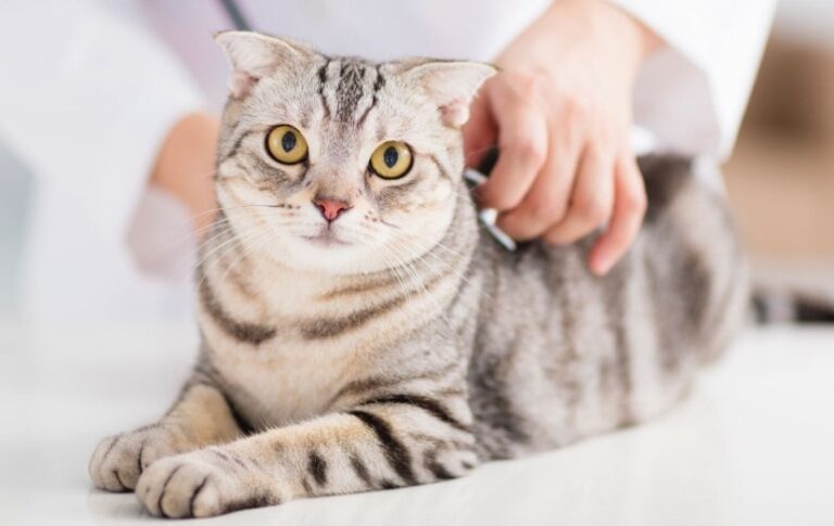 Crean una aplicación en Japón para reconocer el dolor de los gatos