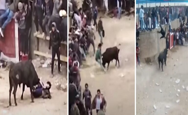 11 personas resultaron heridas en festival de toros de Perú