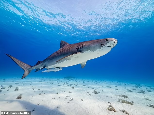 Equipo de rodaje de Netflix fue atacado por tiburones tigre