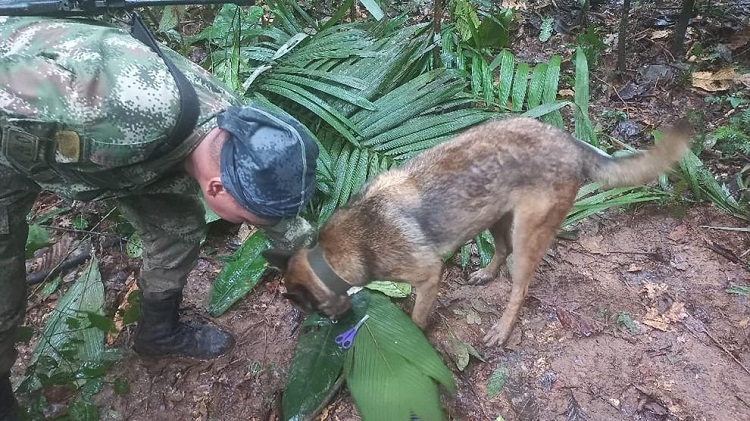 Militares abandonan la búsqueda de  “Wilson”, el perro que ayudó a encontrar a los niños en la selva